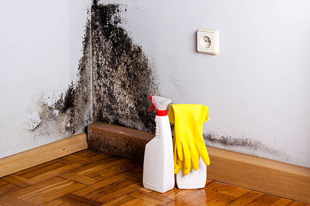 Mold Removal and Inspection in Leitchfield, KY