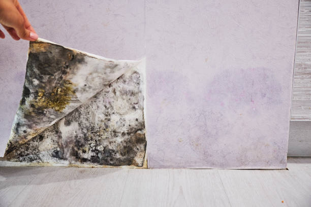 Mold Testing and Removal in Leitchfield, KY
